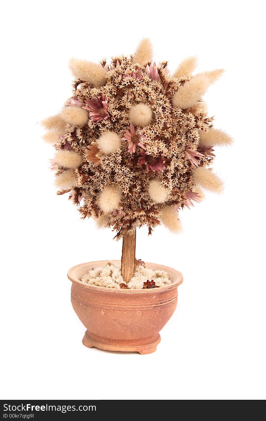 Model of tree with dried flowers