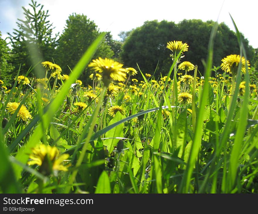 A fine dandelions for you!