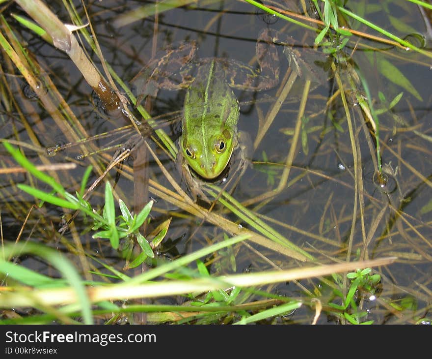 A Green frog for you!. A Green frog for you!