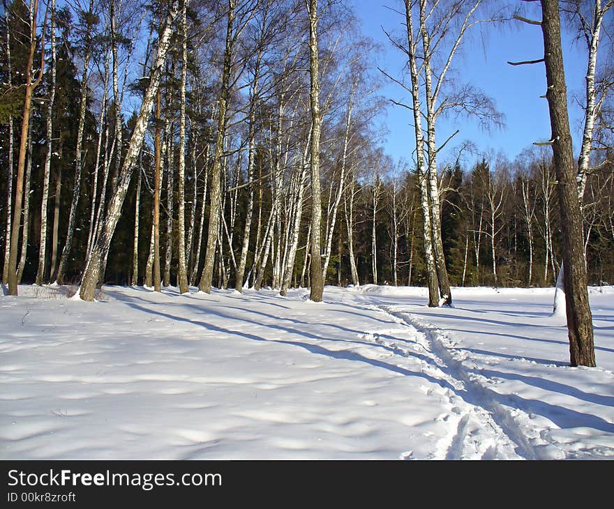 Forest in Zagoryanka