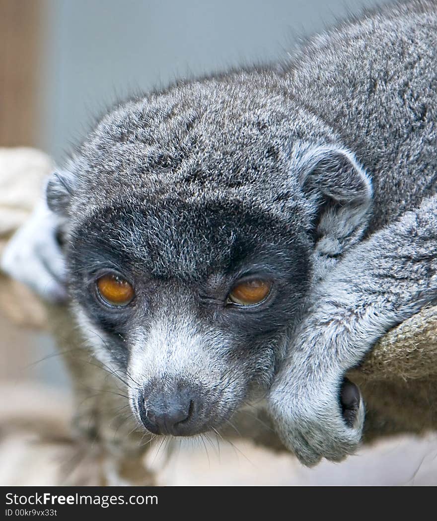 Mongoose Lemur 4