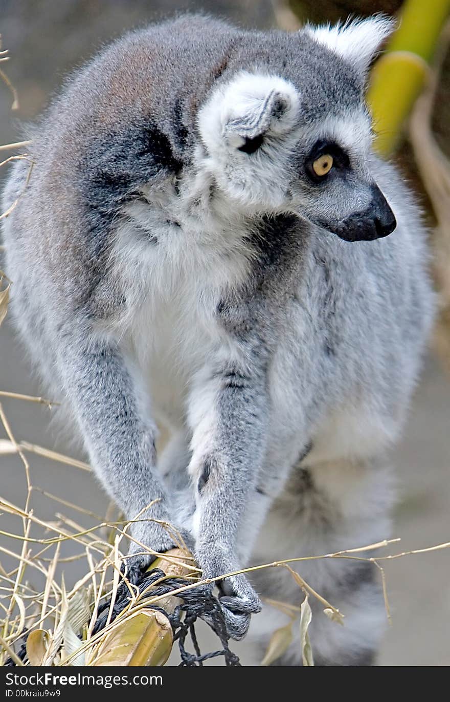 Ring-tailed lemur 7