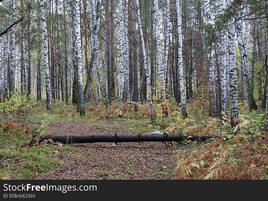 The autumn forest is in the Siberian region. End of September.