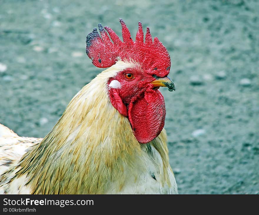 A white rooster close-up