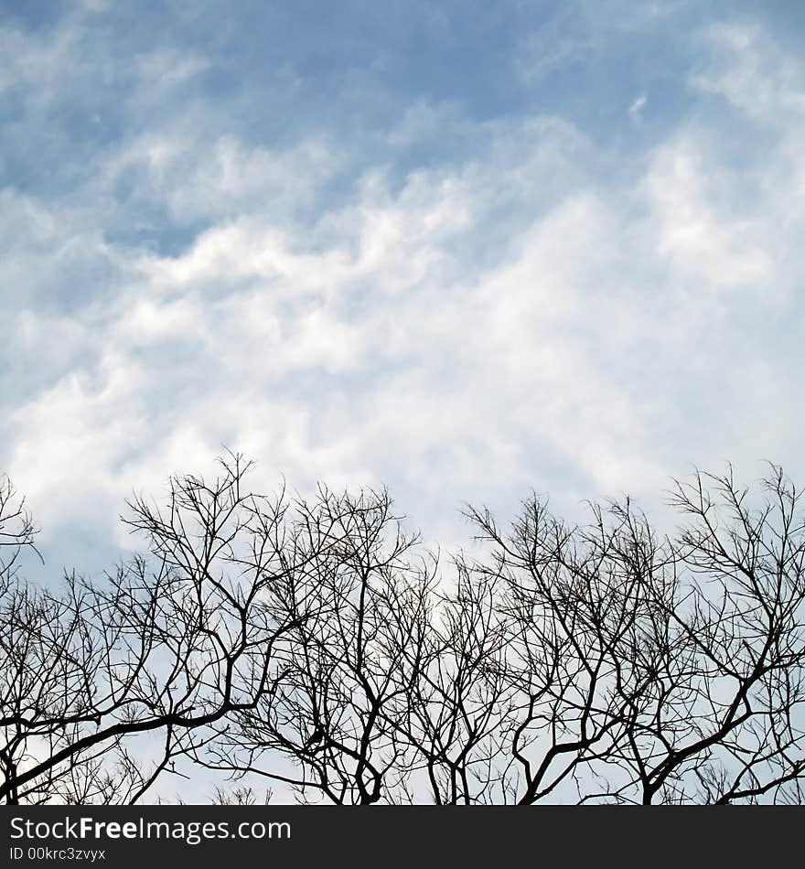 Bare branches against a sky filled with swirly wispy turbulent clouds. Bare branches against a sky filled with swirly wispy turbulent clouds