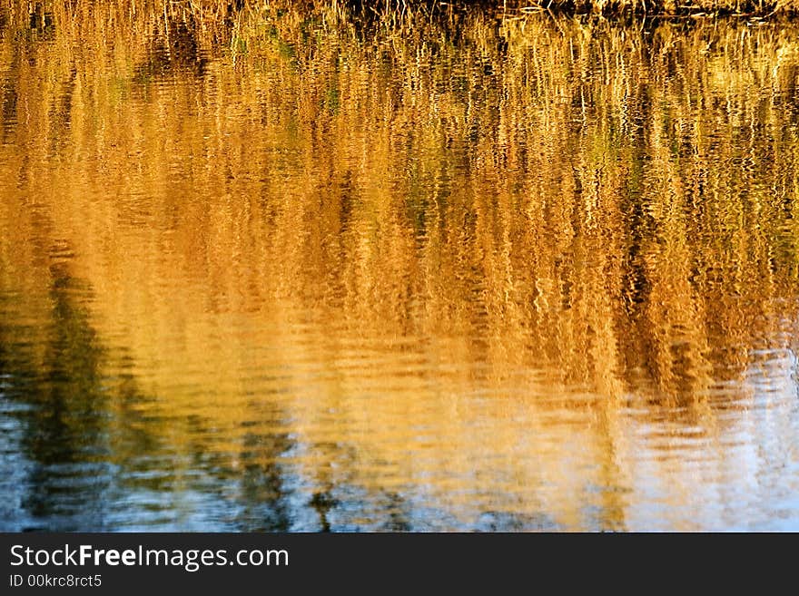 Bulrush Reflects In Water