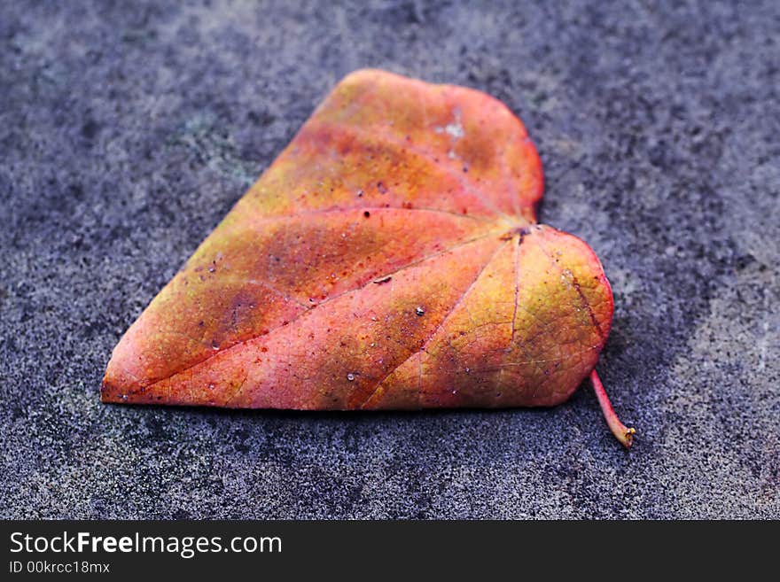 Autumn leaf