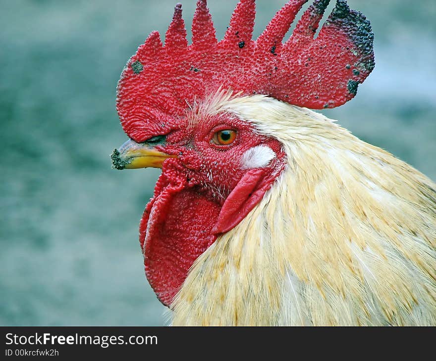 A white rooster close-up