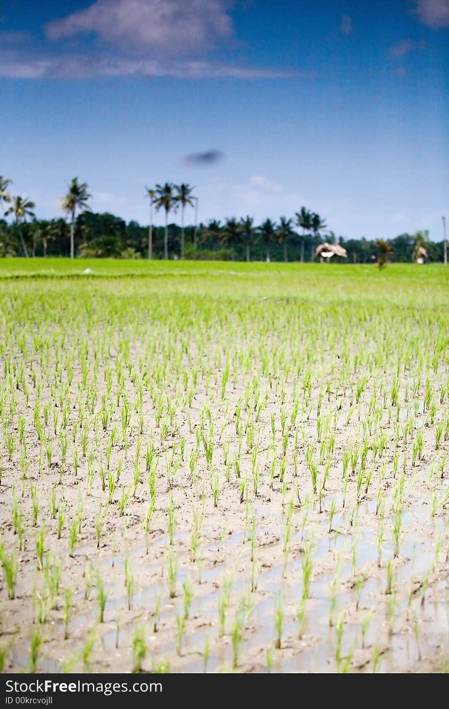 Paddies Field