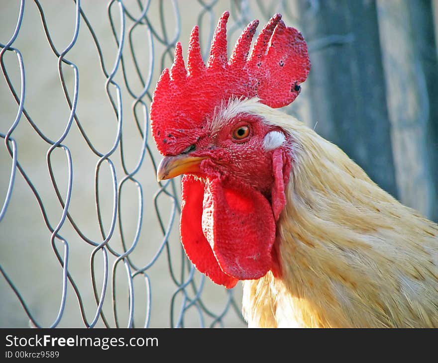 A white rooster close-up