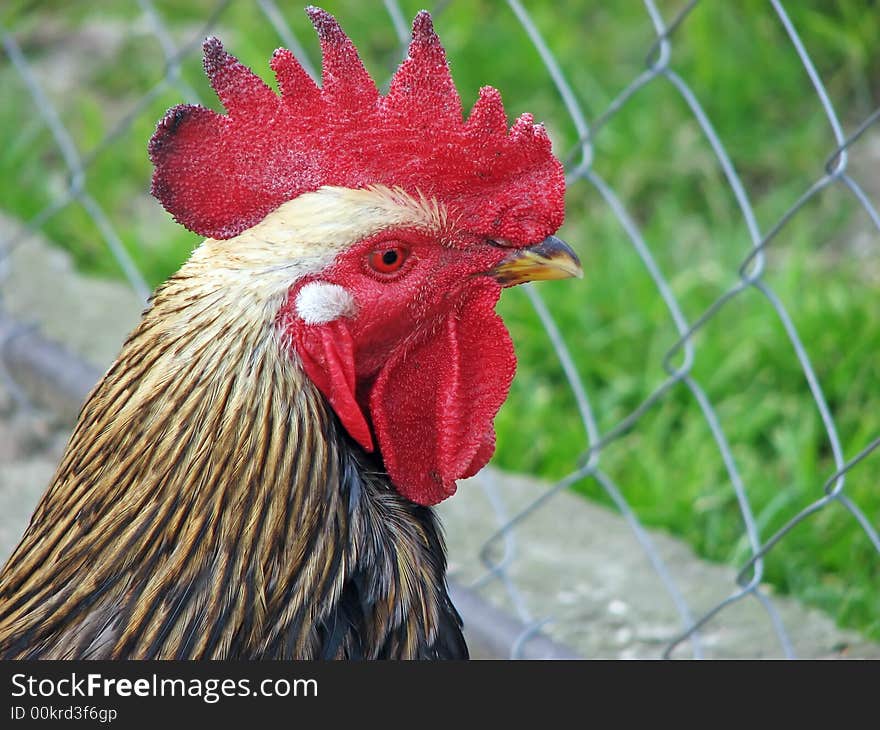 A white rooster close-up