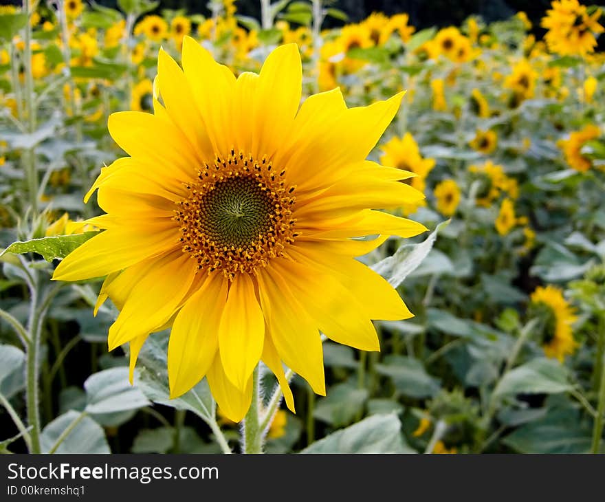 Sunflower in field close-up