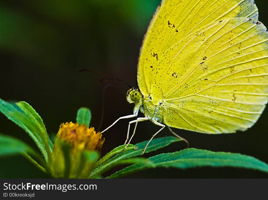 A Yellow Butterfly