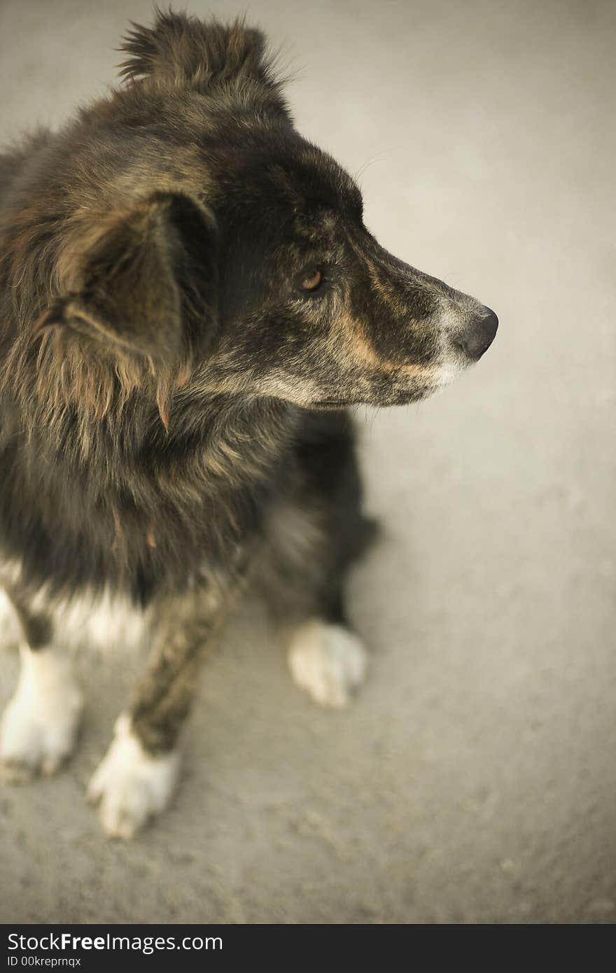 Attentive dog sitting