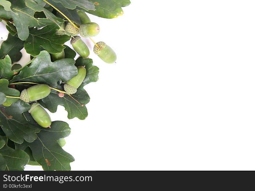 Autum green background with green leaves on the white background. Autum green background with green leaves on the white background