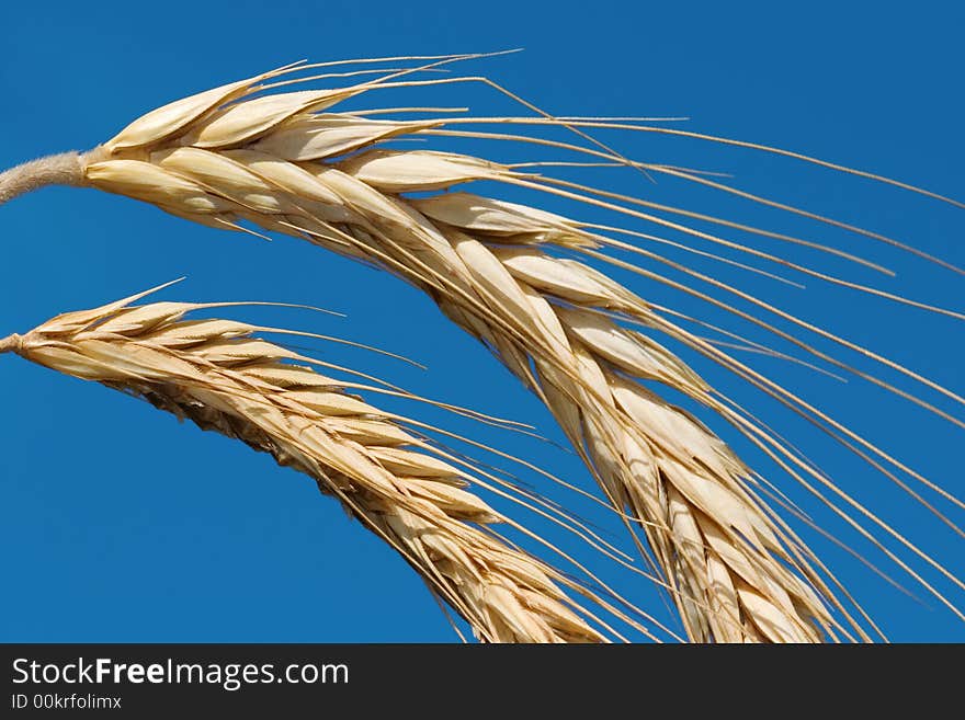 Golden wheat on a blue sky background. Golden wheat on a blue sky background