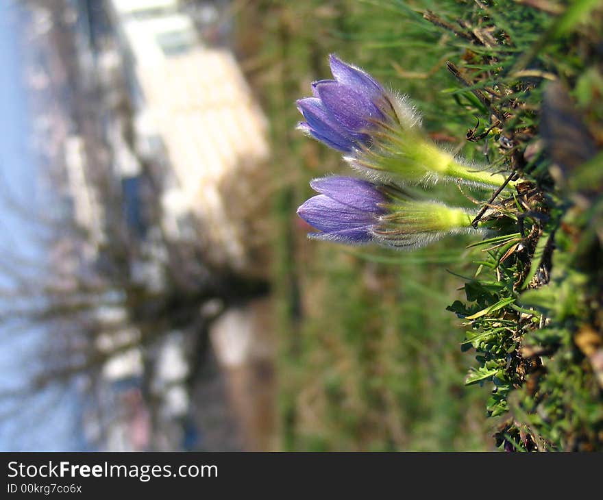 Pasqueflower