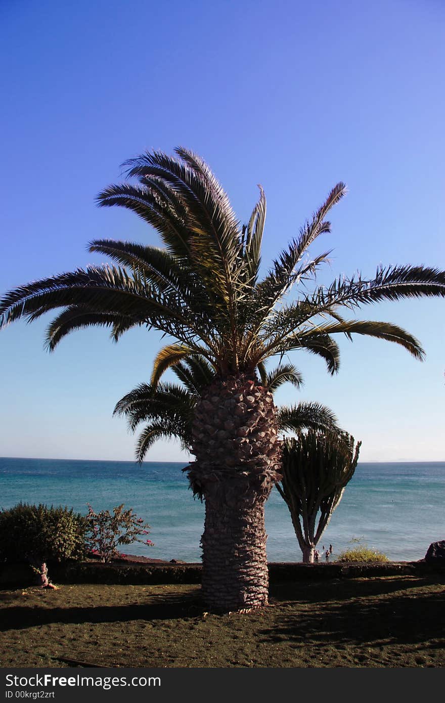 A lanzarote beach with palm tree. A lanzarote beach with palm tree