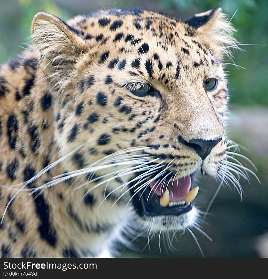 Portrait of nice amur Leopard. Portrait of nice amur Leopard