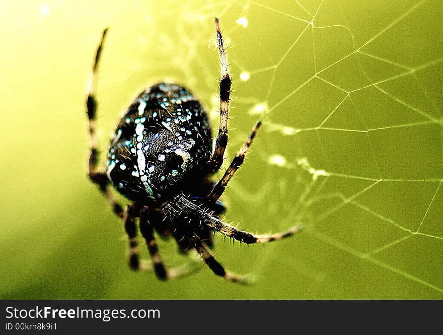 Spider and its web