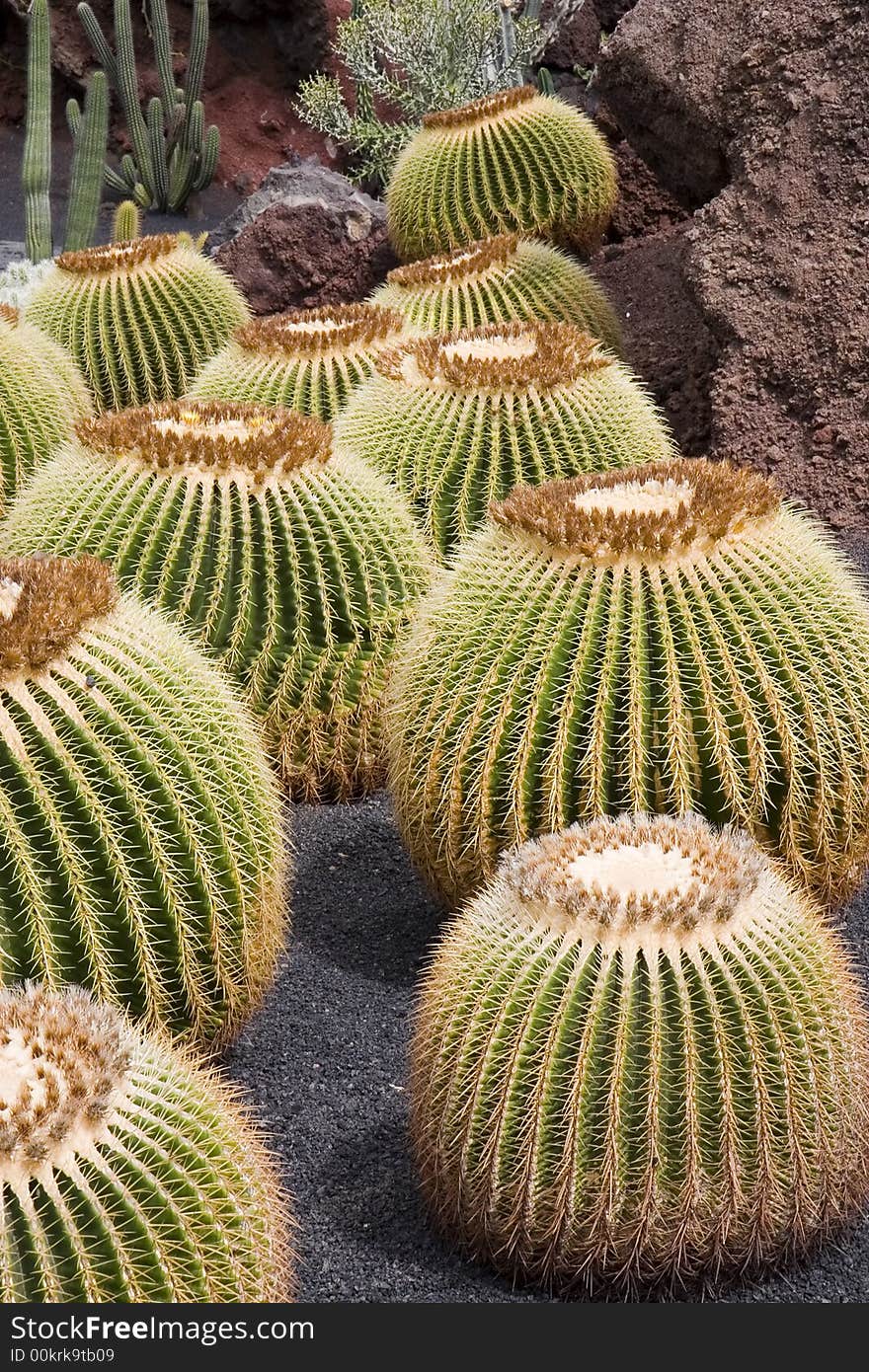 Echinocactus grusonii ( Golden Barrel Cactus, Golden Ball, Mother-in-Law's Cushion )