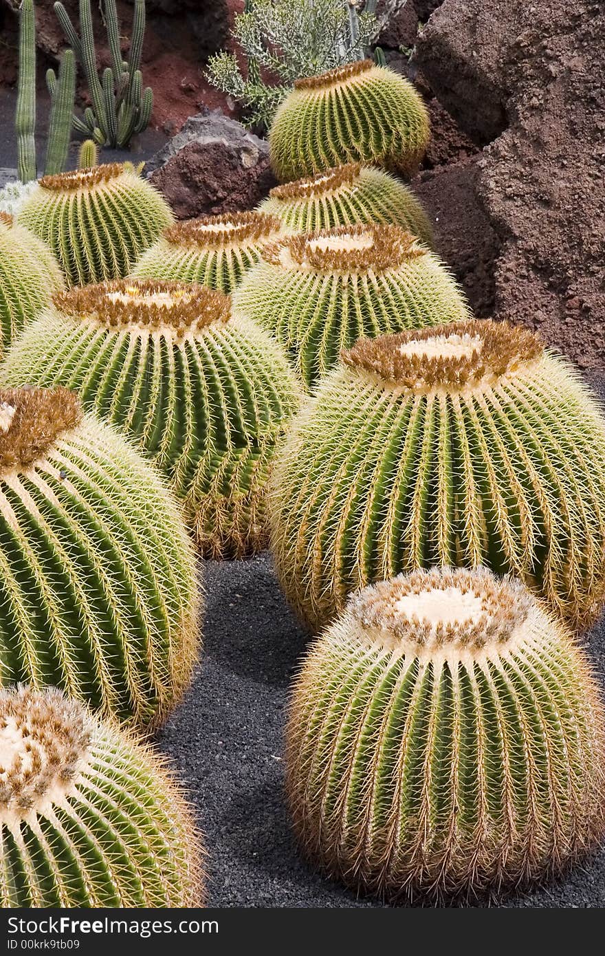 Golden Barrel Cactus