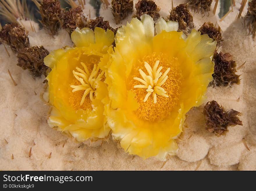 Echinocactus platyacanthus ( Giant Barrel Cactus, Large Barrel Cactus ) flowers. Echinocactus platyacanthus ( Giant Barrel Cactus, Large Barrel Cactus ) flowers