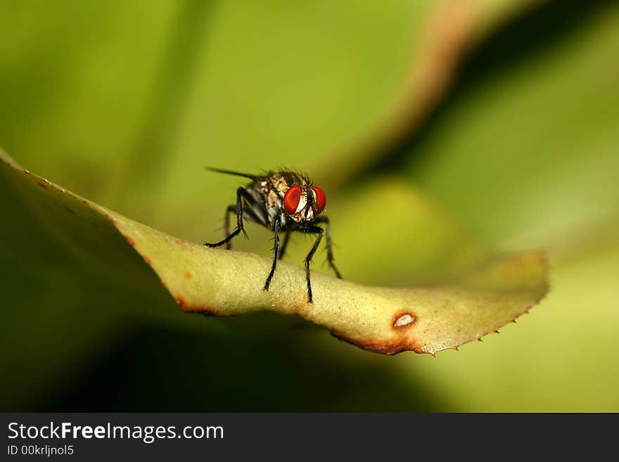 An Fly close up in the forest