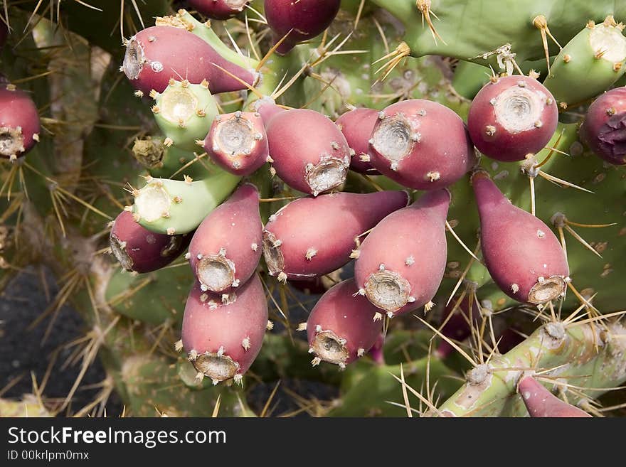 Prickly pear cactus ( Opuntia ficus-indica ) with red fruits