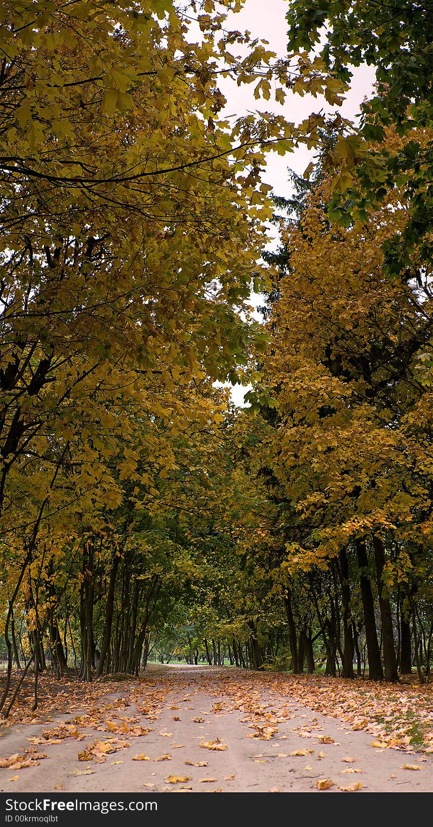 Yellow autumn