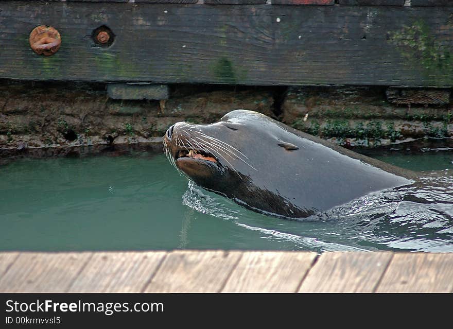 Seal frolics near Fisherman's Wharf in San Francisco, CA, USA. Seal frolics near Fisherman's Wharf in San Francisco, CA, USA