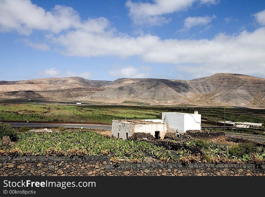 Prickly pear cactus farm ( where cochineal is cultivated to obtain a red dye )  in Guatiza, Lanzarote, Canary Islands, Spain. Prickly pear cactus farm ( where cochineal is cultivated to obtain a red dye )  in Guatiza, Lanzarote, Canary Islands, Spain