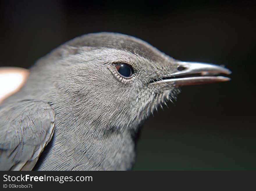 Bird and Black