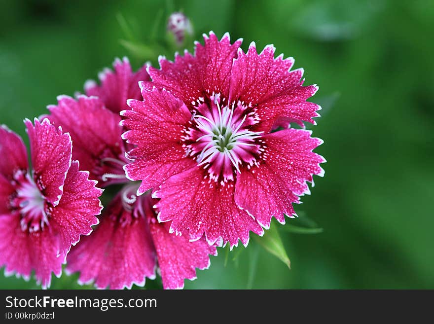 Purple flower