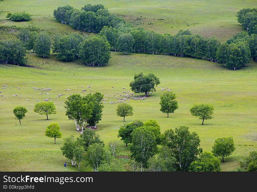 Flock On  The Hillside