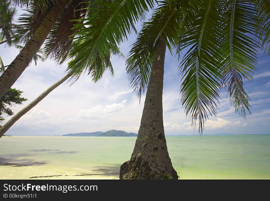 View of  a few  palms on the tropic bay  early in the morning. View of  a few  palms on the tropic bay  early in the morning