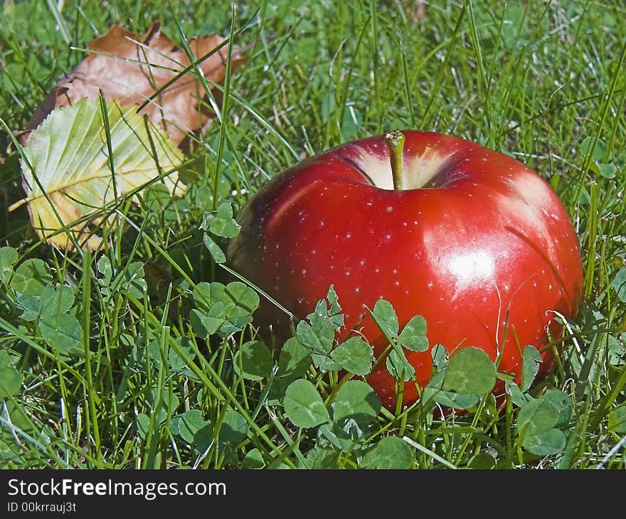 APPLE IN THE GRASS