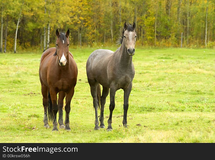 Two horses standing in a field during the fall. Two horses standing in a field during the fall.