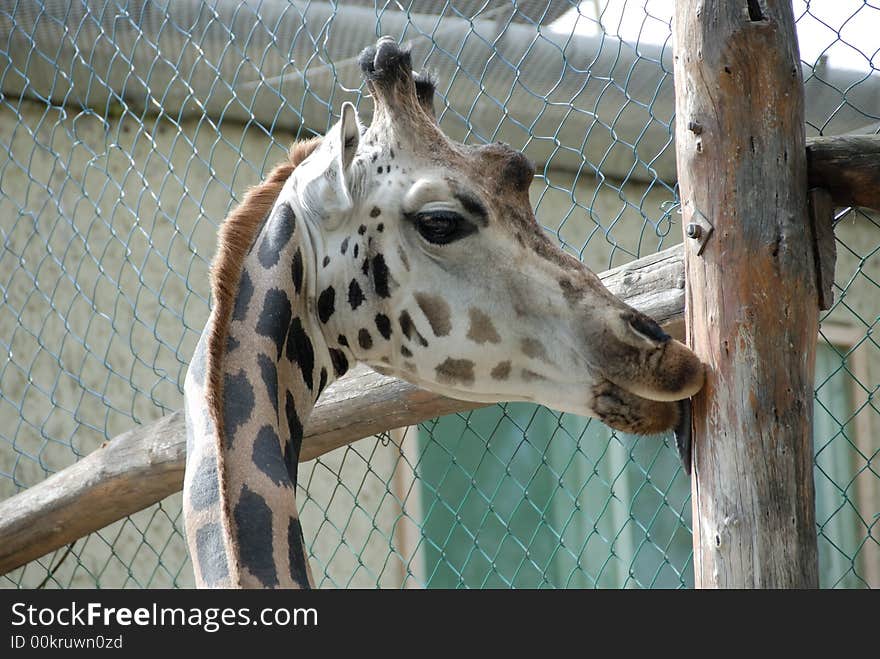 A closeup giraffe in the zoo. A closeup giraffe in the zoo