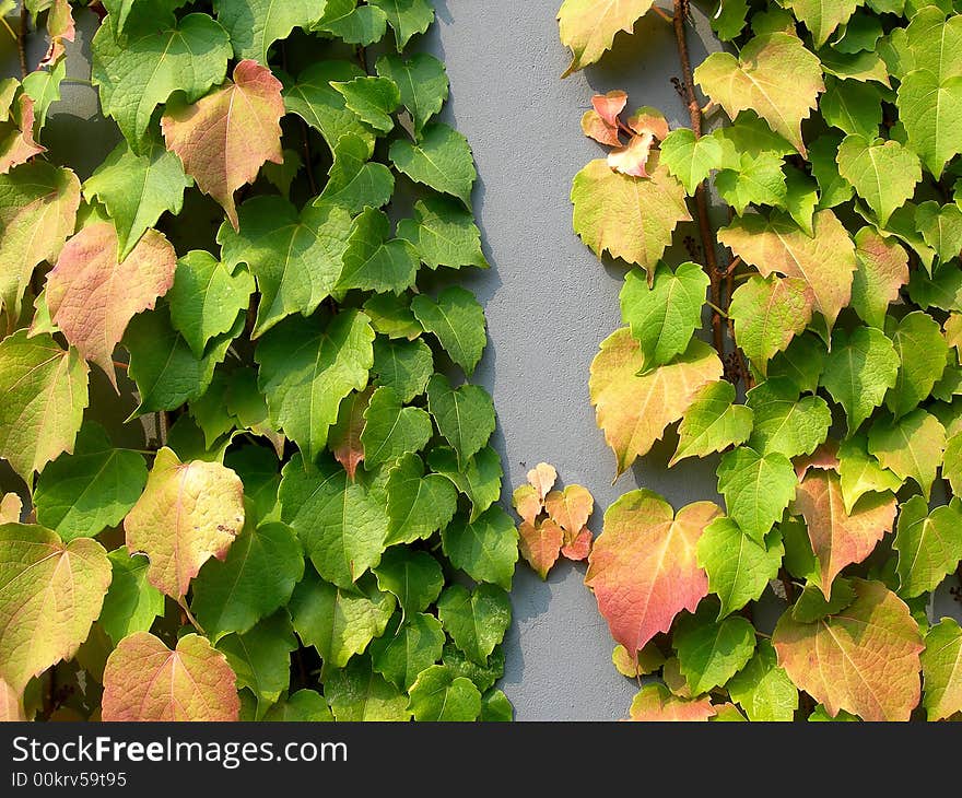 Ivy leaves in autumn