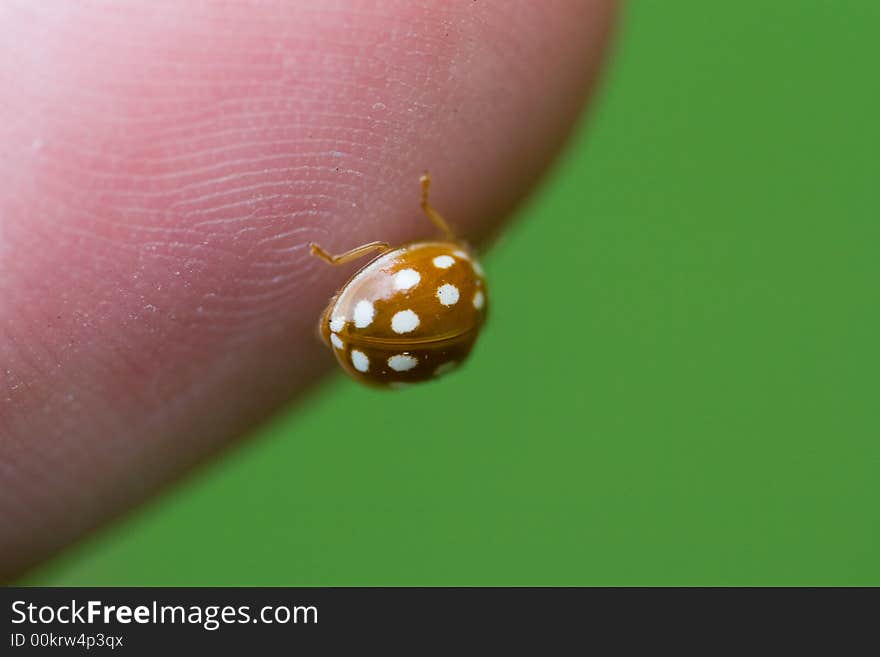 Ladybug on the finger