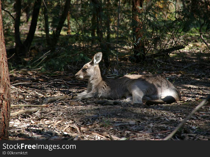 Lazy kangaroo