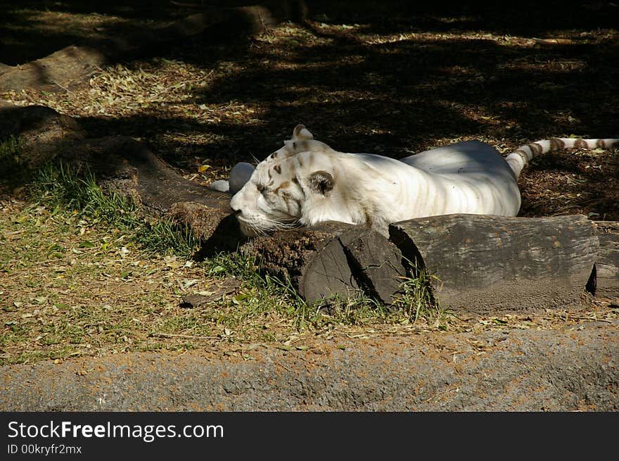 White Tiger