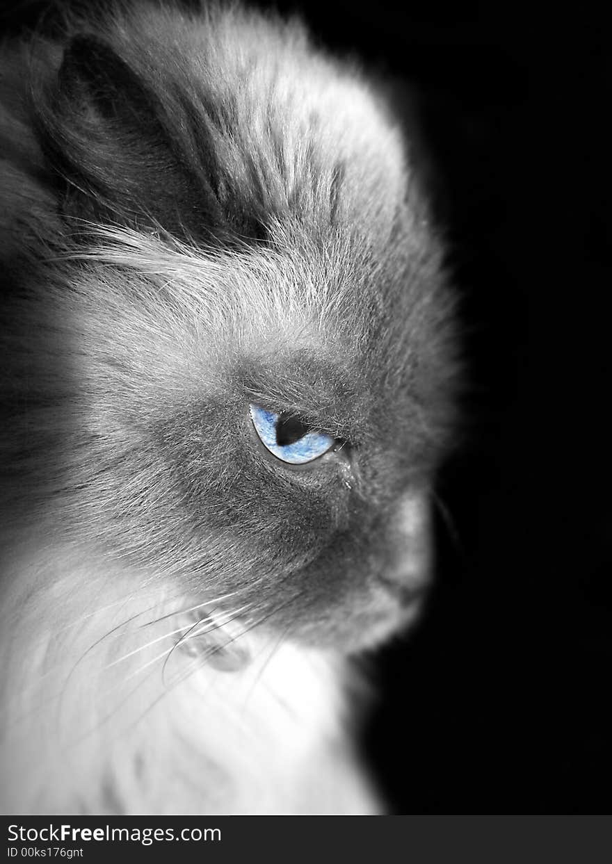 Himalayan cat in one of her dark moods. Himalayan cat in one of her dark moods.