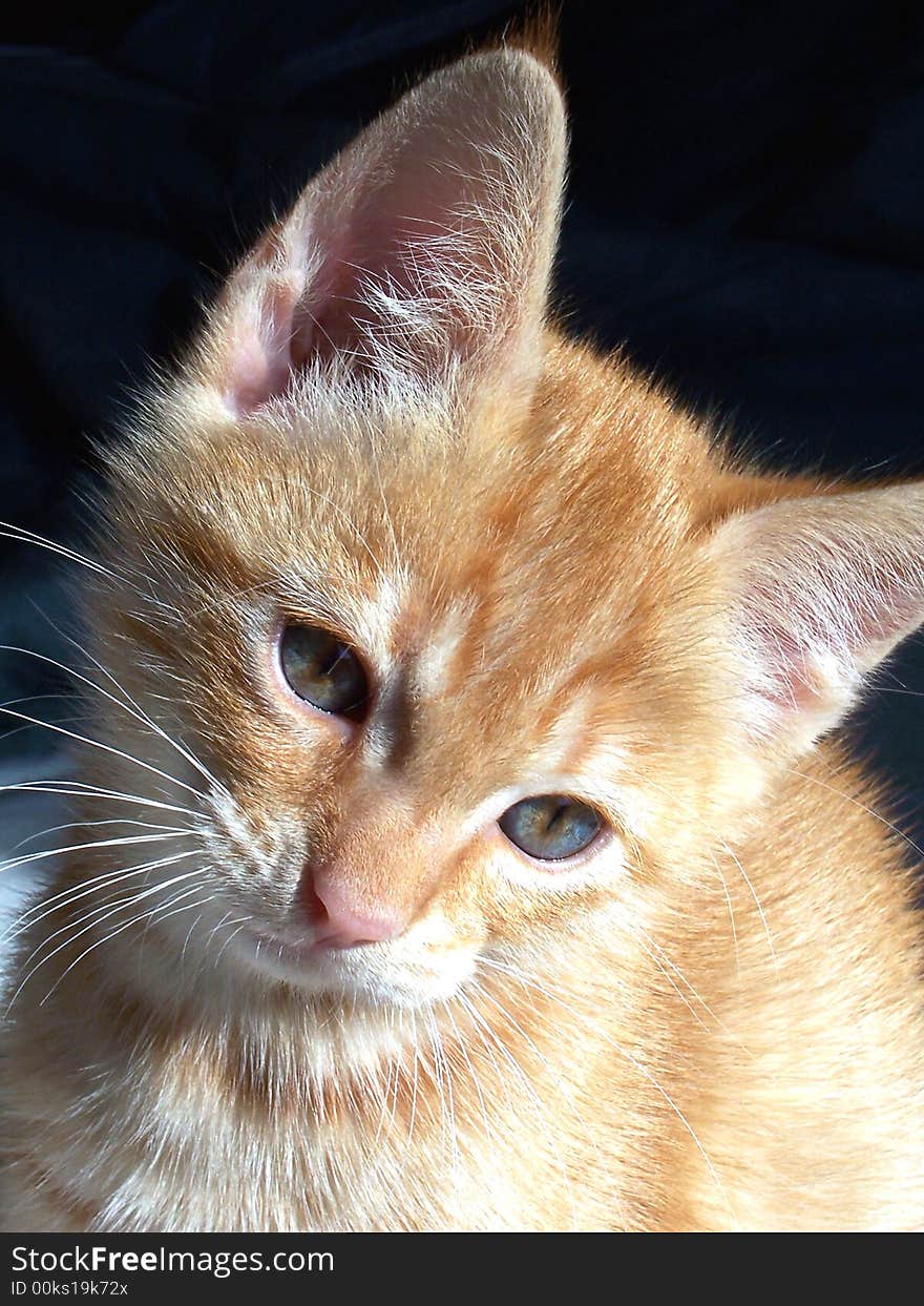 Image of a sweet orange kitten