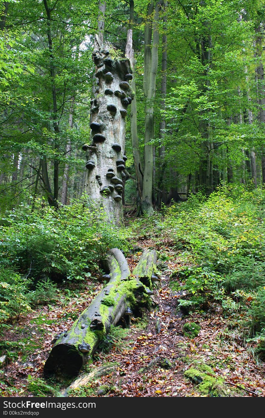 Old tree stem with downfallen part