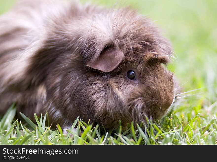 Guinea Pig on Grass 6569