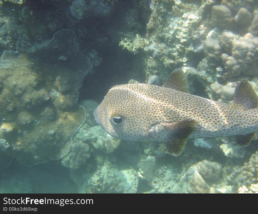 Anralfish red sea egypt africa