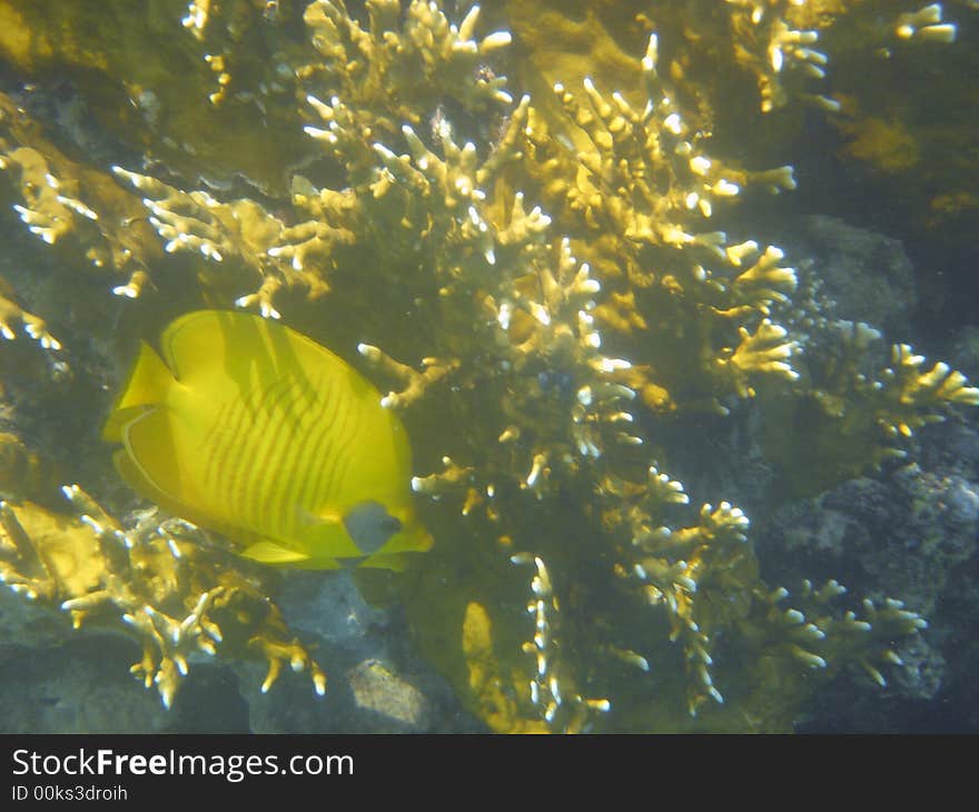 Anralfish red sea egypt africa