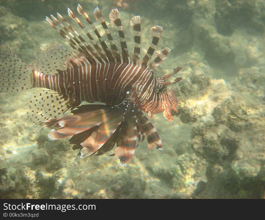 Firefish Red sea Egypt Africa